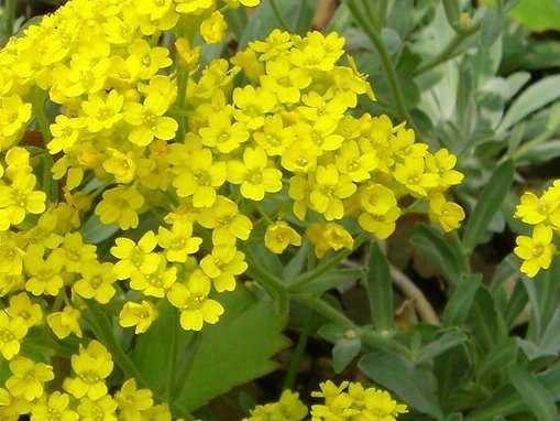 (Cruciferae) Flóraelem: délkelet-európai