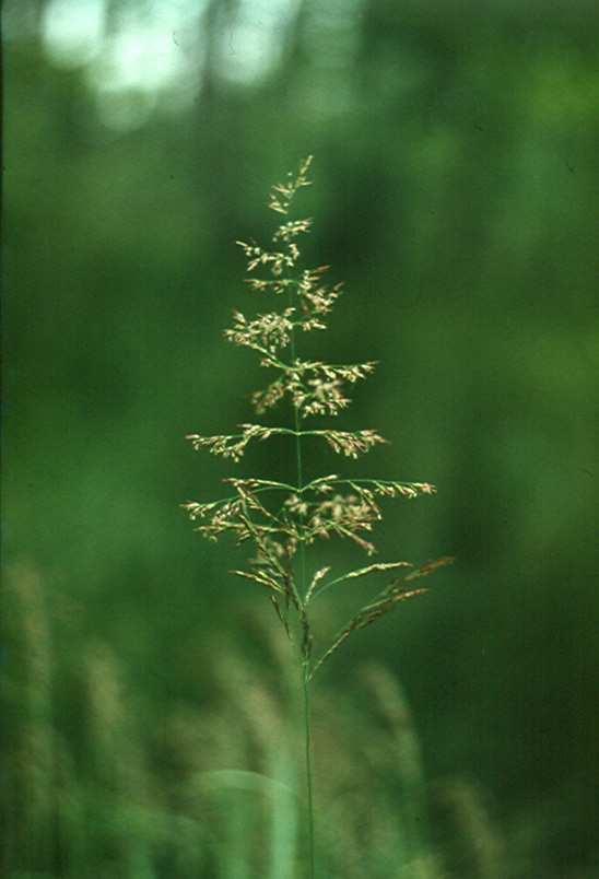 Magyar név: Fehér tippan Latin név: Agrostis