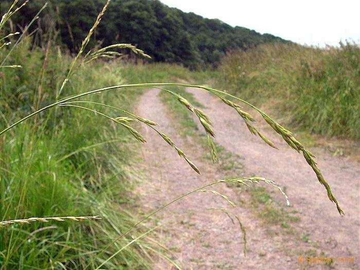 Magyar név: Réti csenkesz Latin név: Festuca pratensis Család: Pázsitfőfélék (Poaceae)