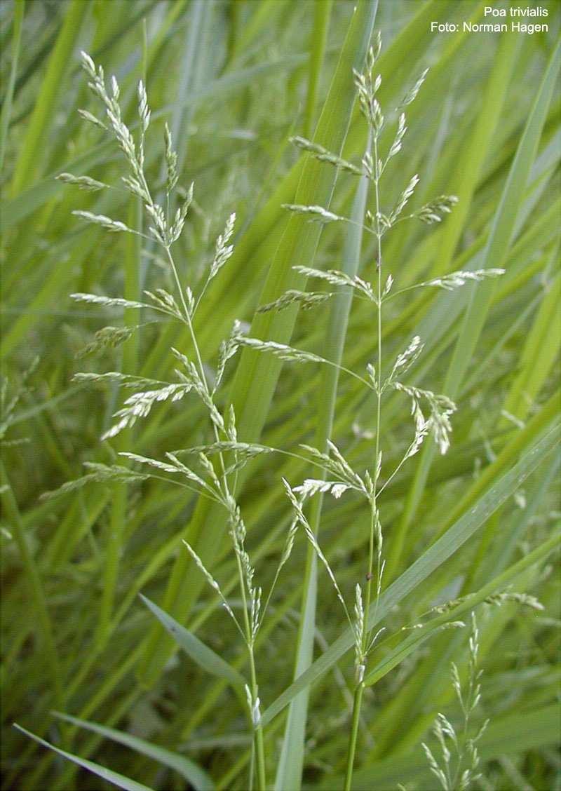 Magyar név: Sovány perje Latin név: Poa trivialis Család: Pázsitfőfélék (Poaceae)