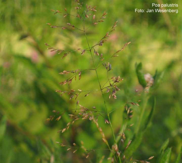 Magyar név: Mocsári perje Latin név: Poa palustris Család: Pázsitfőfélék (Poaceae)