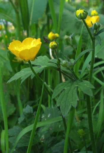 Magyar név: Kúszó boglárka Latin név: Ranunculus repens Család: Boglárkafélék