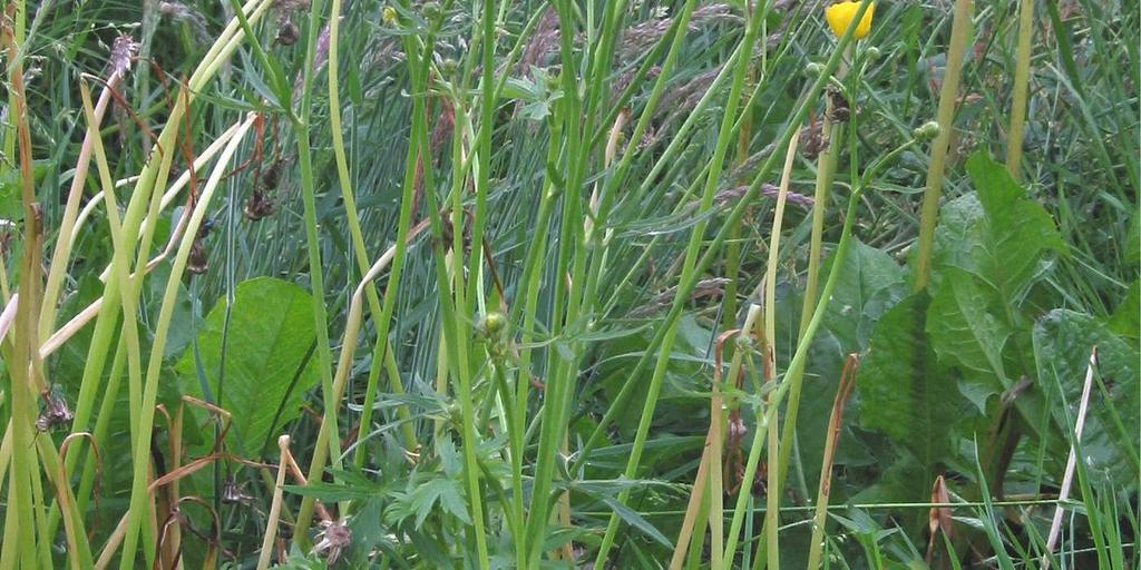 név: Ranunculus