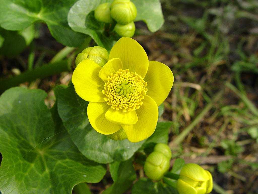 Boglárkafélék (Ranunculaceae)