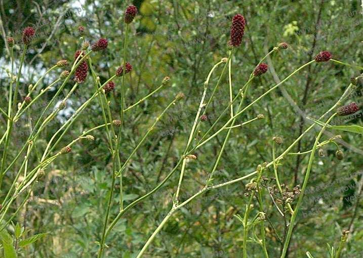 officinalis +