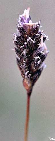 (Poaceae) Flóraelem: közép-európai