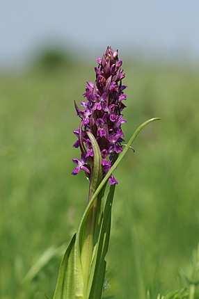 mocsári kosbor Orchis