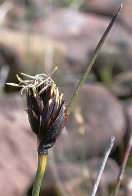 nigricans Család: Sásfélék