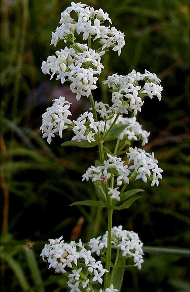 Magyar név: Északi galaj Latin név: Galium boreale Család: Galajfélék (Rubiaceae)