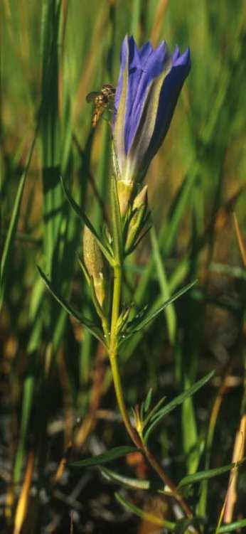 pneumonanthe Család: