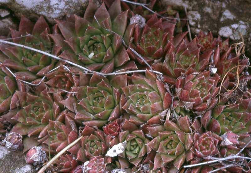 Magyar név: Kövirózsa fajok Latin név: Sempervivum Család: Varjúhájfélék (Crassulaceae)