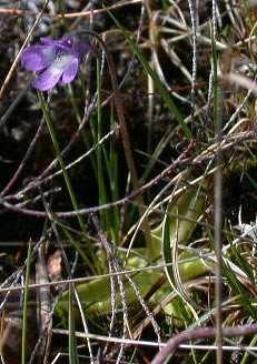 Magyar név: Lápi hízóka Latin név: Pinguicula vulgaris Család: Rencefélék (Lentibulariaceae)
