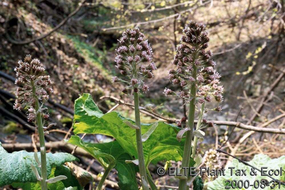 (Asteraceae) Flóraelem: európai Életforma: G
