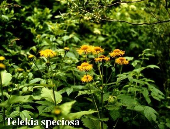 (Asteraceae) Flóraelem: kárpáti-pannon