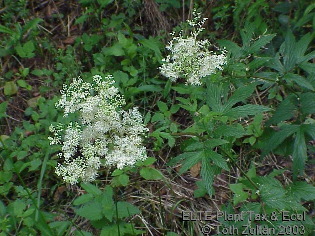 (Rosaceae) Flóraelem: eurázsiai Életforma: H
