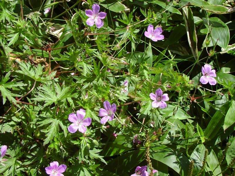 Magyar név: Mocsári gólyaorr Latin név: Geranium palustris Család: Gólyaorrfélék