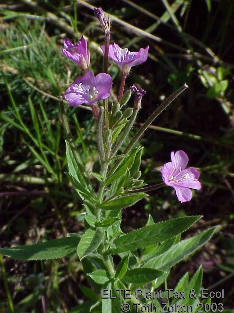 borzas főzike - Epilobium hirsutum + Petasites hybridus