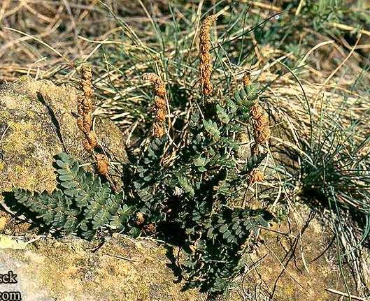 pseudodalmatica celling Notholena
