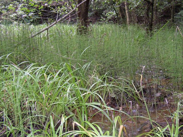 (Cyperaceae) Flóraelem: cirkumpoláris