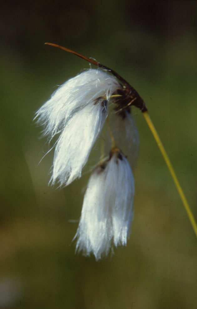 (Cyperaceae) Flóraelem: eurázsiai