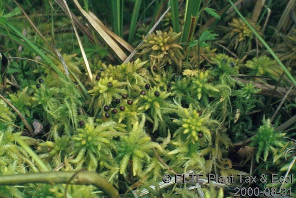 Sphagnum