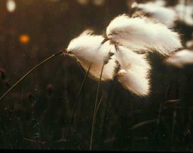 (Cyperaceae) Flóraelem: cirkumpoláris