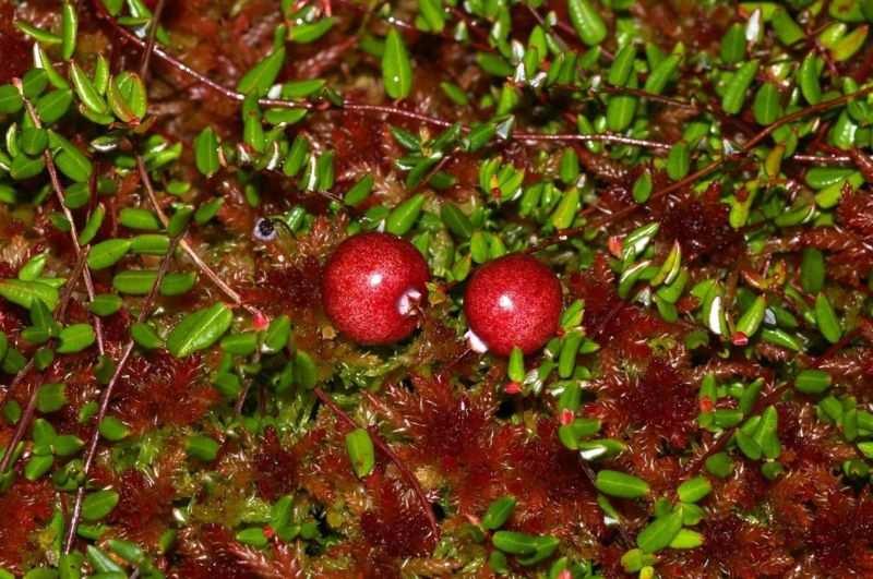 Hangafélék (Ericaceae) Flóraelem: