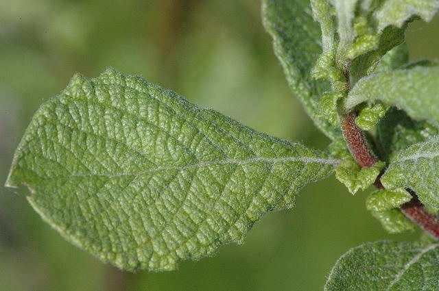 aurita