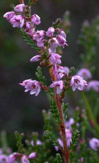 Hangafélék (Ericaceae)