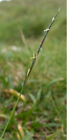 (Poaceae) Flóraelem: európai Életforma: H
