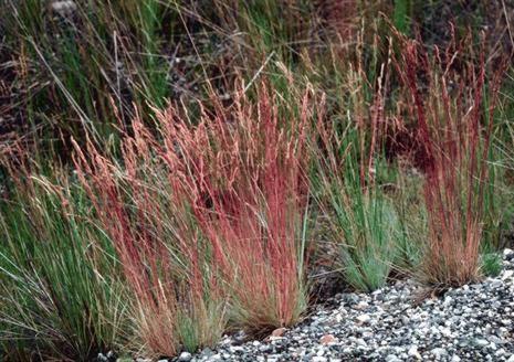 Magyar név: Veres csenkesz Latin név: Festuca rubra Család: Pázsitfőfélék (Poaceae)
