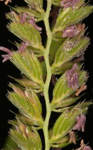 Család: Pázsitfőfélék (Poaceae)