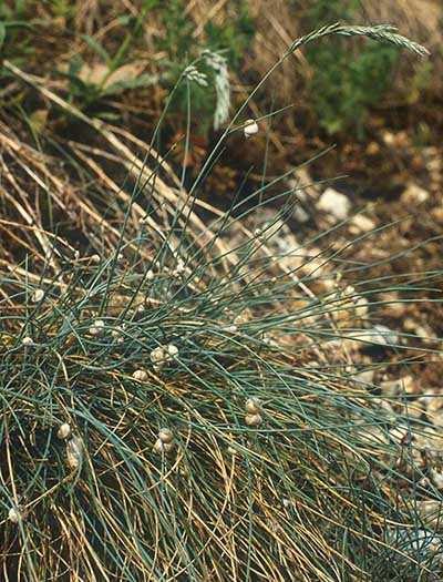 Bükk, Aggteleki-karszt növényfajok: Magyar név: Deres csenkesz Latin név: Festuca pallens Család: Pázsitfőfélék
