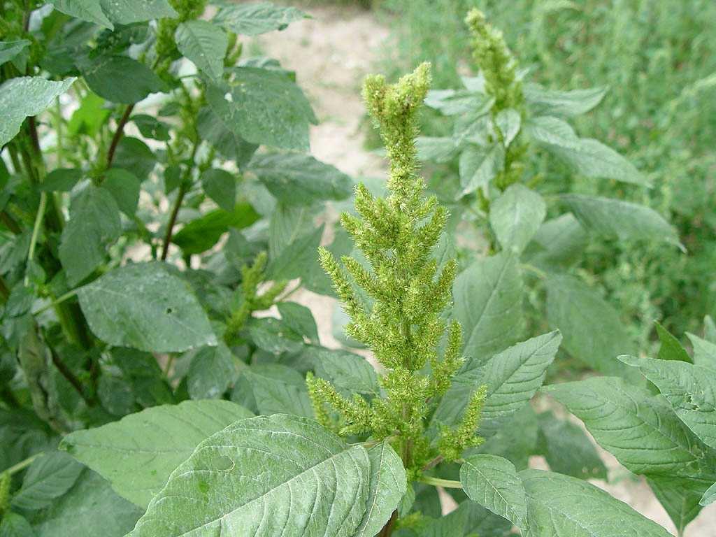 Magyar név: Szırös disznóparéj Latin név: Amaranthus retroflexus Család: Amarántfélék