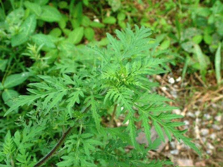 Magyar név: Parlagfő Latin név: Ambrosia elatior Család: Fészekvirágzatúak (Asteraceae)