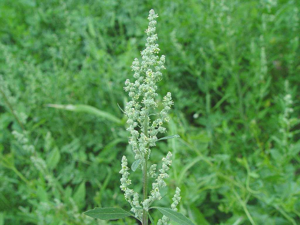 Magyar név: Libatop fajok Latin név: Chenopodium Család: Libatopfélék (Chenopodiaceae)