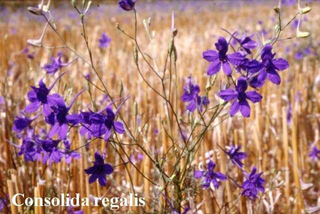 (Ranunculaceae) Flóraelem: európai