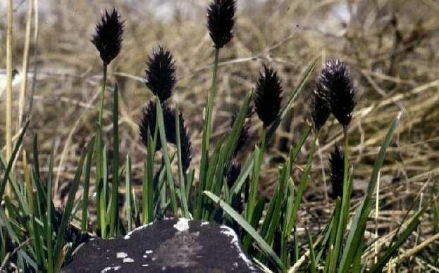 (Poaceae) Flóraelem: kárpáti Életforma: H