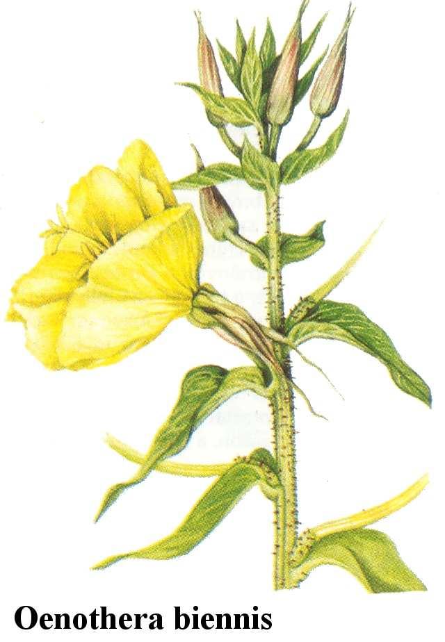 parlagi ligetszépe