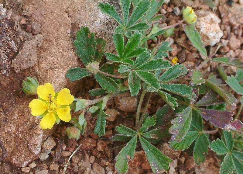 (Rosaceae) Flóraelem: közép-európai