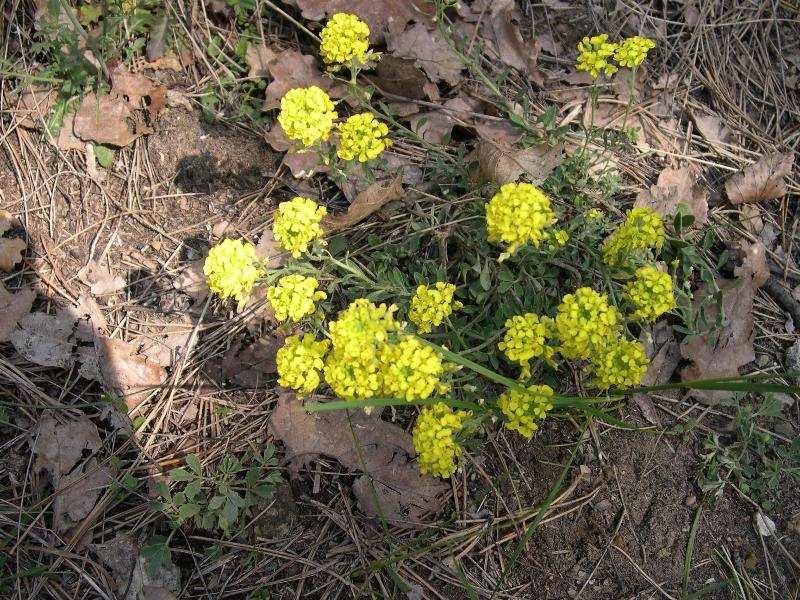 Magyar név: Hegyi ternye Latin név: Alyssum montanum ssp.