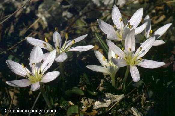 Magyar név: Magyar kikerics Latin név: Colchicum hungaricum Család: Liliomfélék (Liliaceae) Flóraelem: