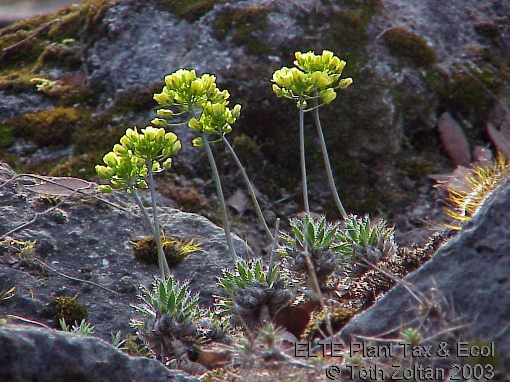 Magyar név: Kövér daravirág Latin név: Draba lasiocarpa Család: Keresztesvirágúak (Cruciferae)