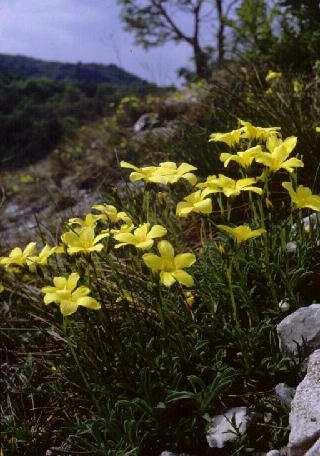 Magyar név: Pilisi len Latin név: Linum dolomiticum Család: Lenfélék (Linaceae) Flóraelem: pannon