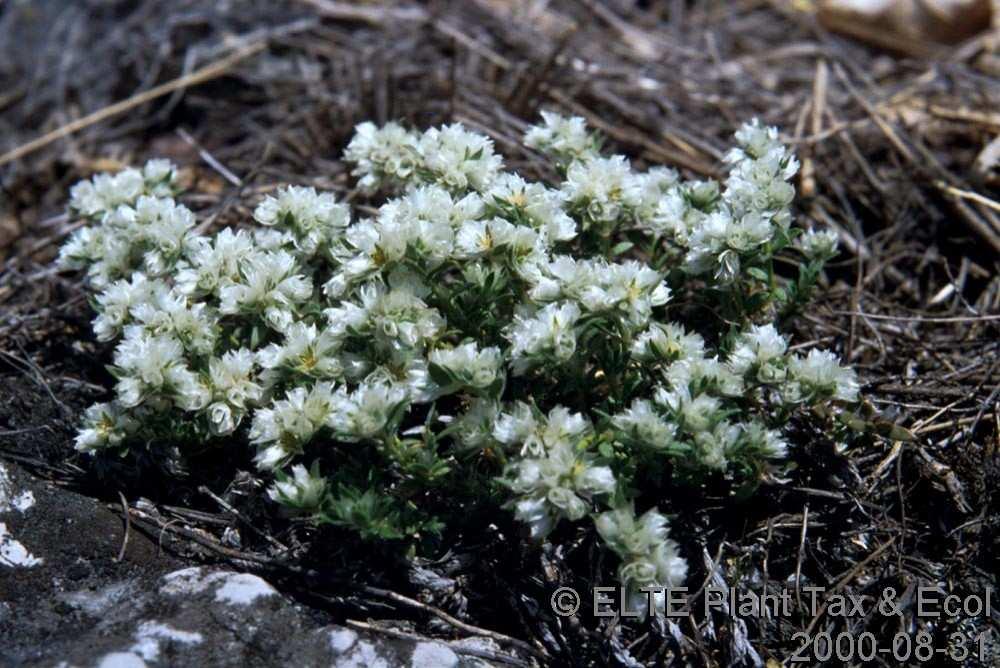 Szegfőfélék (Caryophyllaceae)