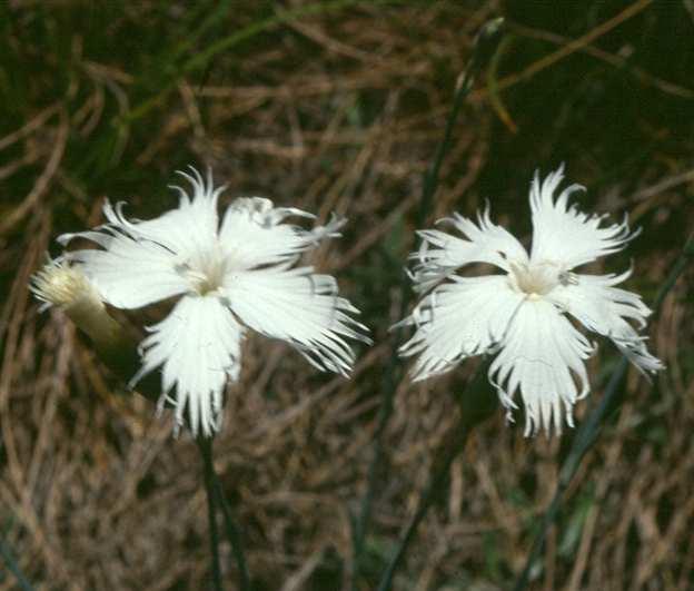 Magyar név: Szent István király szegfő Latin név: Dianthus plumarius ssp.