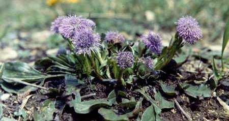 Magyar név: Magas gubóvirág Latin név: Globularia