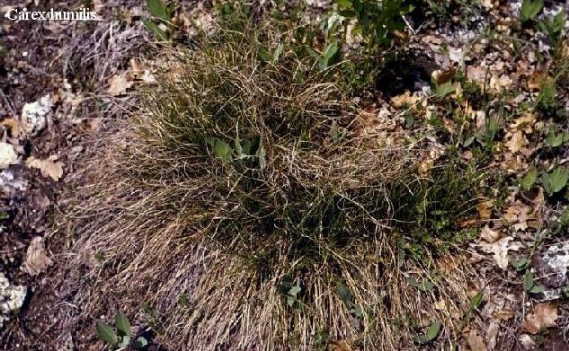 homoki pimpó - Potentilla