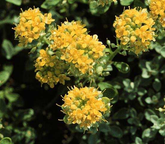 Keresztesvirágúak (Cruciferae)