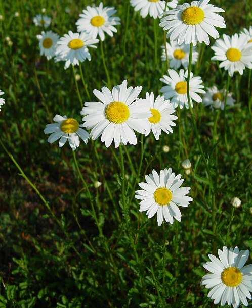 Magyar név: Réti margitvirág Latin név: Chrysanthemum leucanthemum Család: Fészekvirágzatúak